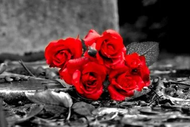 éloge funebre par les roses