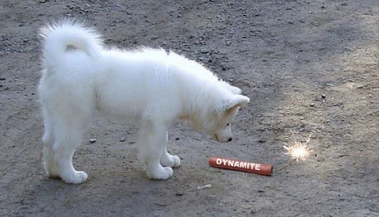 oups le chien