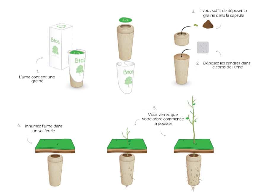 Urne Funeraire Quand Vos Cendres Se Transforment En Arbre