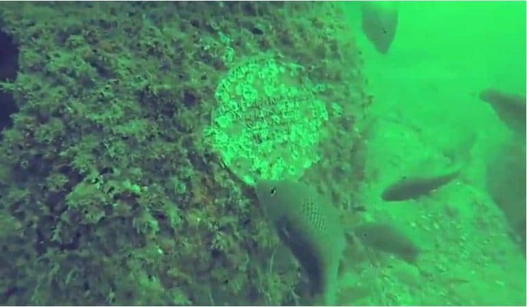 recif-artificiel-cendres-defunts22