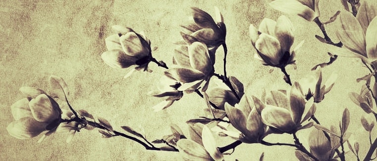 Les Types De Fleurs Adaptees Selon Votre Lien Avec Defunt